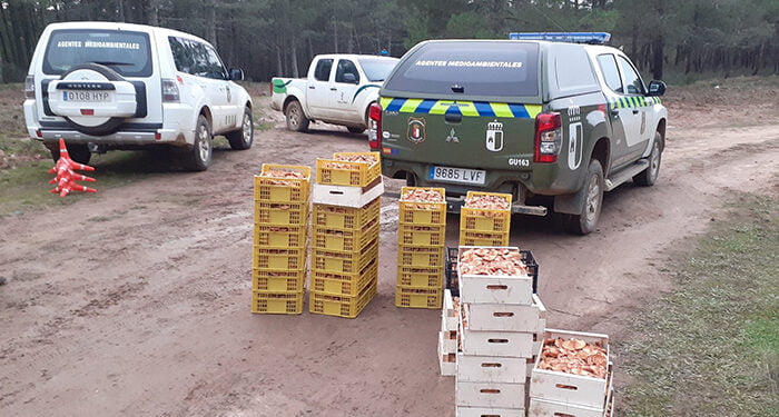 Agentes Medioambientales decomisan otros 180 kilos de níscalos en Tamajón