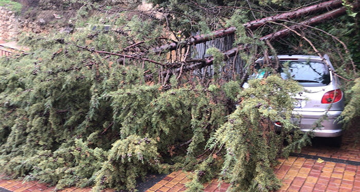 El Ayuntamiento de Cuenca recomienda no transitar por parques y zonas arboladas ante el riesgo de caída de ramas y árboles