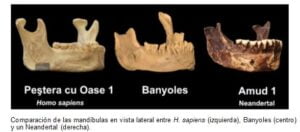 Hubo una especie humana distinta de los neandertales en Europa mucho antes de lo creído lo han descubierto investigadores de la UAH