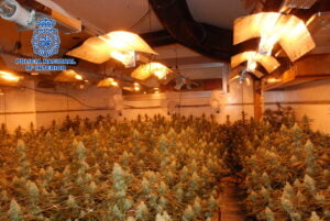 La Policía Nacional desmantela un cultivo de marihuana en Cuenca compuesto por más de 600 plantas de cannabis 2 vista plantacion
