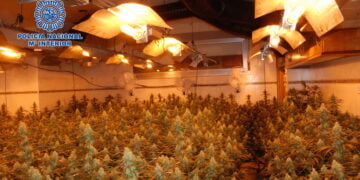 La Policía Nacional desmantela un cultivo de marihuana en Cuenca compuesto por más de 600 plantas de cannabis