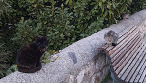 Cuenca en Marcha pide que el Ayuntamiento se acoja a las ayudas del Gobierno para aplicar el método CER a las colonias felinas