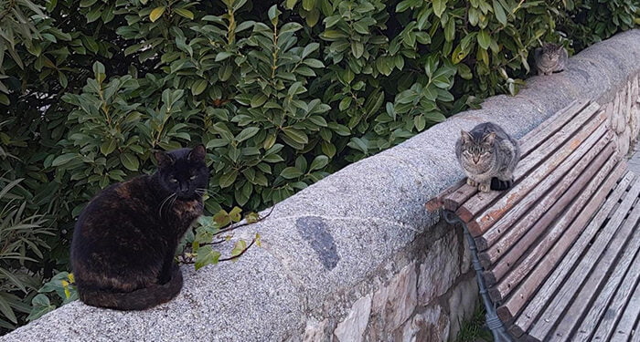 Cuenca en Marcha pide que el Ayuntamiento se acoja a las ayudas del Gobierno para aplicar el método CER a las colonias felinas 1 Cuenca en Marcha pide que el Ayuntamiento se acoja a las ayudas del Gobierno para aplicar el método CER a las colonias felinas