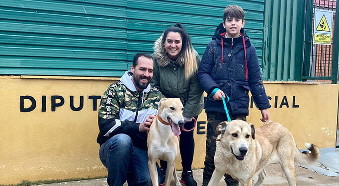 El Albergue Provincial de Animales ha dado en adopción a un total de 75 perros durante el año 2022 y ha tenido 71 entradas