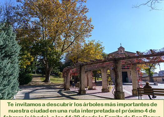 El Ayuntamiento de Guadalajara programa con la Asociación Micorriza una ruta interpretada de los árboles y aves más singulares de la ciudad