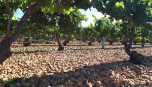 El Gobierno regional abona más de 1,7 millones de euros en ayudas a jóvenes agricultores de la provincia de Cuenca para la creación de sus empresas