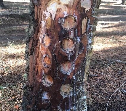 Investigadores de GO-RESINLAB intuyen un futuro prometedor en la resinación por taladro