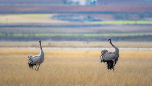 La Fundación Global Nature inaugura el observatorio de aves de la laguna de El Hito