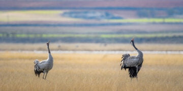 La Fundación Global Nature inaugura el observatorio de aves de la laguna de El Hito