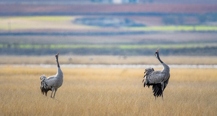 La Fundación Global Nature inaugura el observatorio de aves de la laguna de El Hito