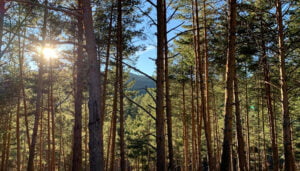 La Junta abona cerca de 5,5 millones de euros en ayudas para la forestación de tierras agrícolas