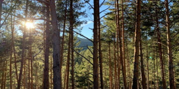 La Junta abona cerca de 5,5 millones de euros en ayudas para la forestación de tierras agrícolas