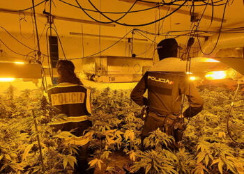 La Policía Nacional de Guadalajara interviene 1.261 plantas de marihuana, 8,2 kilos de cogollos y 122 gramos de hachís gracias a la colaboración ciudadana