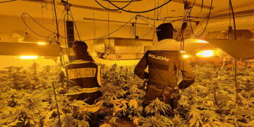 La Policía Nacional de Guadalajara interviene 1.261 plantas de marihuana, 8,2 kilos de cogollos y 122 gramos de hachís gracias a la colaboración ciudadana