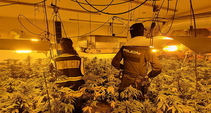 La Policía Nacional de Guadalajara interviene 1.261 plantas de marihuana, 8,2 kilos de cogollos y 122 gramos de hachís gracias a la colaboración ciudadana 1 La Policía Nacional de Guadalajara interviene 1.261 plantas de marihuana, 8,2 kilos de cogollos y 122 gramos de hachís gracias a la colaboración ciudadana