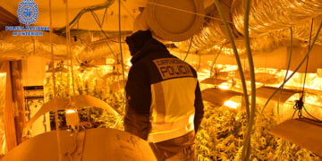 La Policía Nacional desarticula en Madrid y Guadalajara una organización criminal dedicada al cultivo indoor de marihuana en fincas ocupadas