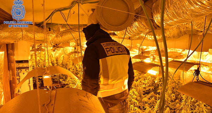 La Policía Nacional desarticula en Madrid y Guadalajara una organización criminal dedicada al cultivo indoor de marihuana en fincas ocupadas