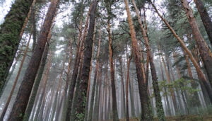 Los bosques mediterráneos, cada vez más vulnerables al cambio climático