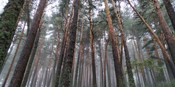 Los bosques mediterráneos, cada vez más vulnerables al cambio climático
