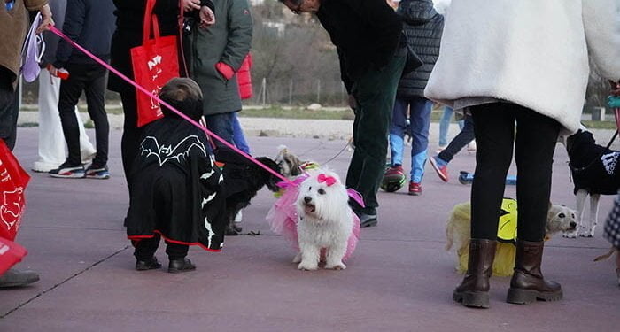 Animado Viernes de Carnaval en Cabanillas, con hinchables infantiles, baile de mayores y el concurso de disfraces para mascotas 1 animado viernes de carnaval en cabanillas con hinchables infantiles baile de mayores y el concurso de disfraces para mascotas 1