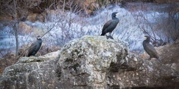 El vídeo “Sorbe” de J. Ignacio Cubero y la colección de imágenes de Raúl Sanz, vencen en el Vº Concurso de Mini Documentales Dron y de Fotografía “El agua en el espacio MAS”