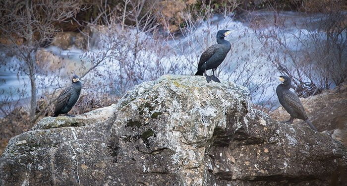 B_Invierno - Cormoranes preparados para la pesca