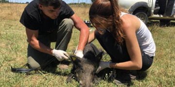 El IREC lidera la propuesta europea para la vigilancia de las enfermedades transmisibles zoonóticas desde la fauna silvestre