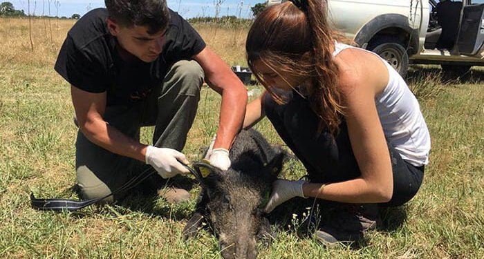 El IREC lidera la propuesta europea para la vigilancia de las enfermedades transmisibles zoonóticas desde la fauna silvestre 1 El IREC lidera la propuesta europea para la vigilancia de las enfermedades transmisibles zoonóticas desde la fauna silvestre