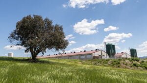 El proyecto Hamcloud permitirá conocer el bienestar animal y el impacto ambiental de cada cerdo de capa blanca en la región