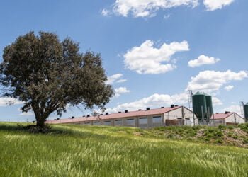 El proyecto Hamcloud permitirá conocer el bienestar animal y el impacto ambiental de cada cerdo de capa blanca en la región 1 El proyecto Hamcloud permitirá conocer el bienestar animal y el impacto ambiental de cada cerdo de capa blanca en la región