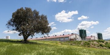 El proyecto Hamcloud permitirá conocer el bienestar animal y el impacto ambiental de cada cerdo de capa blanca en la región