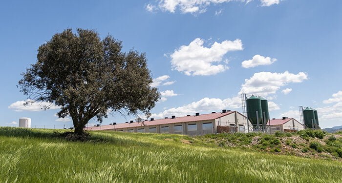 El proyecto Hamcloud permitirá conocer el bienestar animal y el impacto ambiental de cada cerdo de capa blanca en la región
