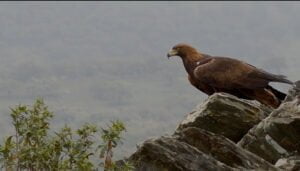 Iberia Naturaleza Infinita, rodada en parte en la Serranía de Cuenca y El Hosquillo, se estrenará el 17 de marzo