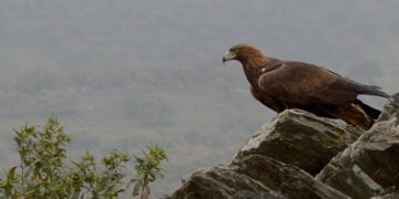 Iberia Naturaleza Infinita, rodada en parte en la Serranía de Cuenca y El Hosquillo, se estrenará el 17 de marzo