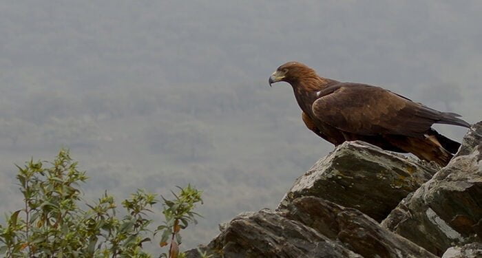 Iberia Naturaleza Infinita, rodada en parte en la Serranía de Cuenca y El Hosquillo, se estrenará el 17 de marzo