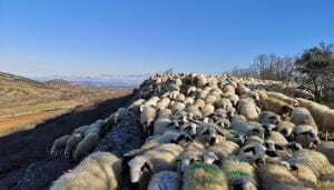 La UCLM participa en un proyecto internacional para evaluar los beneficios económicos y ambientales del pastoreo tradicional