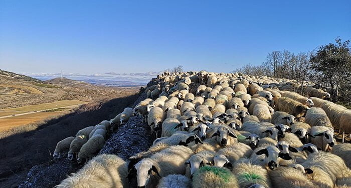La UCLM participa en un proyecto internacional para evaluar los beneficios económicos y ambientales del pastoreo tradicional