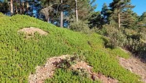 Los Montes de Utilidad Pública de la Sierra Norte Un patrimonio de todos