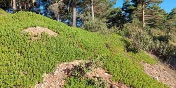 Los Montes de Utilidad Pública de la Sierra Norte Un patrimonio de todos