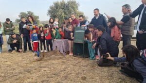 Más de 582 ejemplares de lince ibérico ya están asentados en el territorio