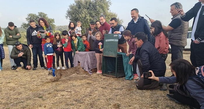 Más de 582 ejemplares de lince ibérico ya están asentados en el territorio 1 Más de 582 ejemplares de lince ibérico ya están asentados en el territorio