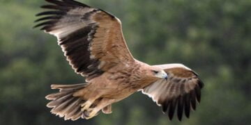 Cuenca tiene desde 2018 parejas reproductoras de águila imperial