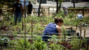 El Ayuntamiento de Cabanillas del Campo impulsa la construcción de 30 nuevos huertos urbanos