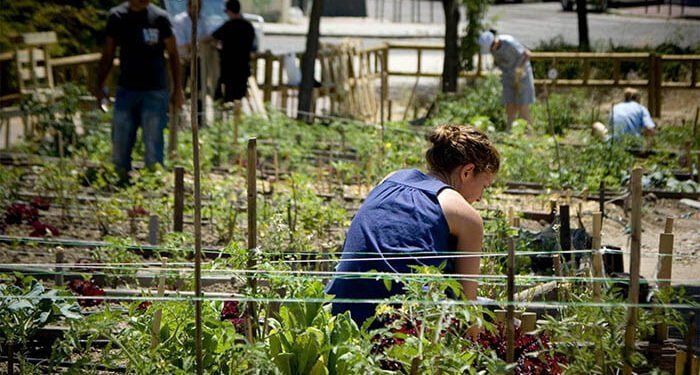 El Ayuntamiento de Cabanillas del Campo impulsa la construcción de 30 nuevos huertos urbanos 1 El Ayuntamiento de Cabanillas del Campo impulsa la construcción de 30 nuevos huertos urbanos
