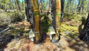 El GO-Resinlab ve futuro en la resinación con pica mecanizada pero es necesario introducir mejoras para que sea rentable