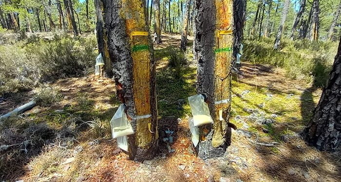 El GO-Resinlab ve futuro en la resinación con pica mecanizada pero es necesario introducir mejoras para que sea rentable 1 El GO-Resinlab ve futuro en la resinación con pica mecanizada pero es necesario introducir mejoras para que sea rentable