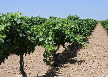 El Gobierno regional abona 903.592,55 euros a 61 agricultores conquenses en ayudas a la reestructuración del viñedo