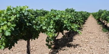 El Gobierno regional abona más de 636.000 euros en ayudas a la restructuración del viñedo a un total de 107 beneficiarios de Cuenca