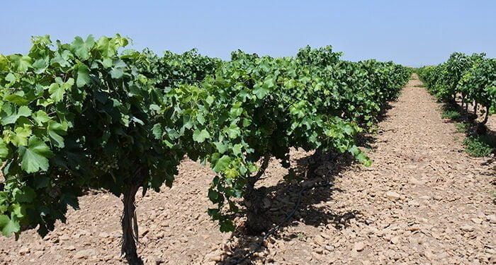 El Gobierno regional abona más de 636.000 euros en ayudas a la restructuración del viñedo a un total de 107 beneficiarios de Cuenca