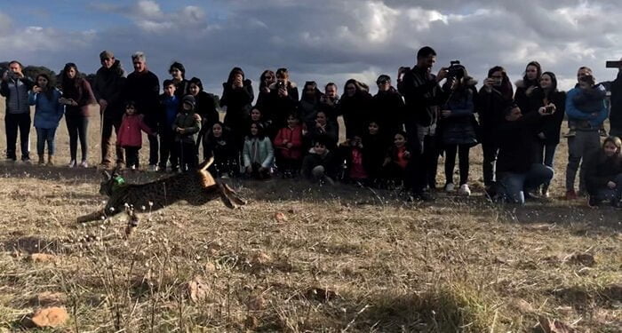 El Gobierno regional consolida la presencia del lince ibérico en Castilla-La Mancha